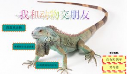 动物交视频,自然界的繁衍奇观揭秘